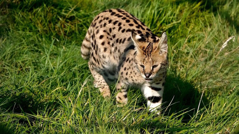 Ark Wildlife Park Big Cat 768x432