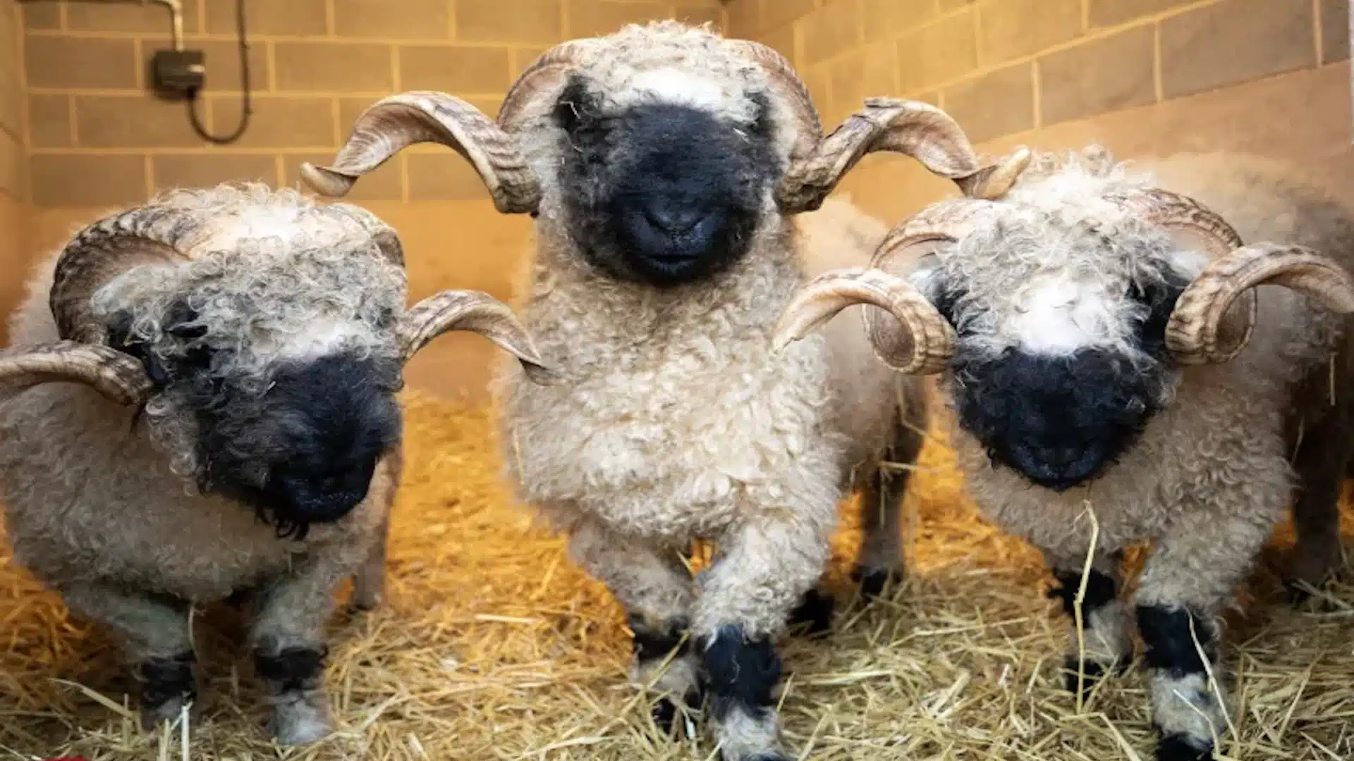 Cannon Hall Farm - Sheep