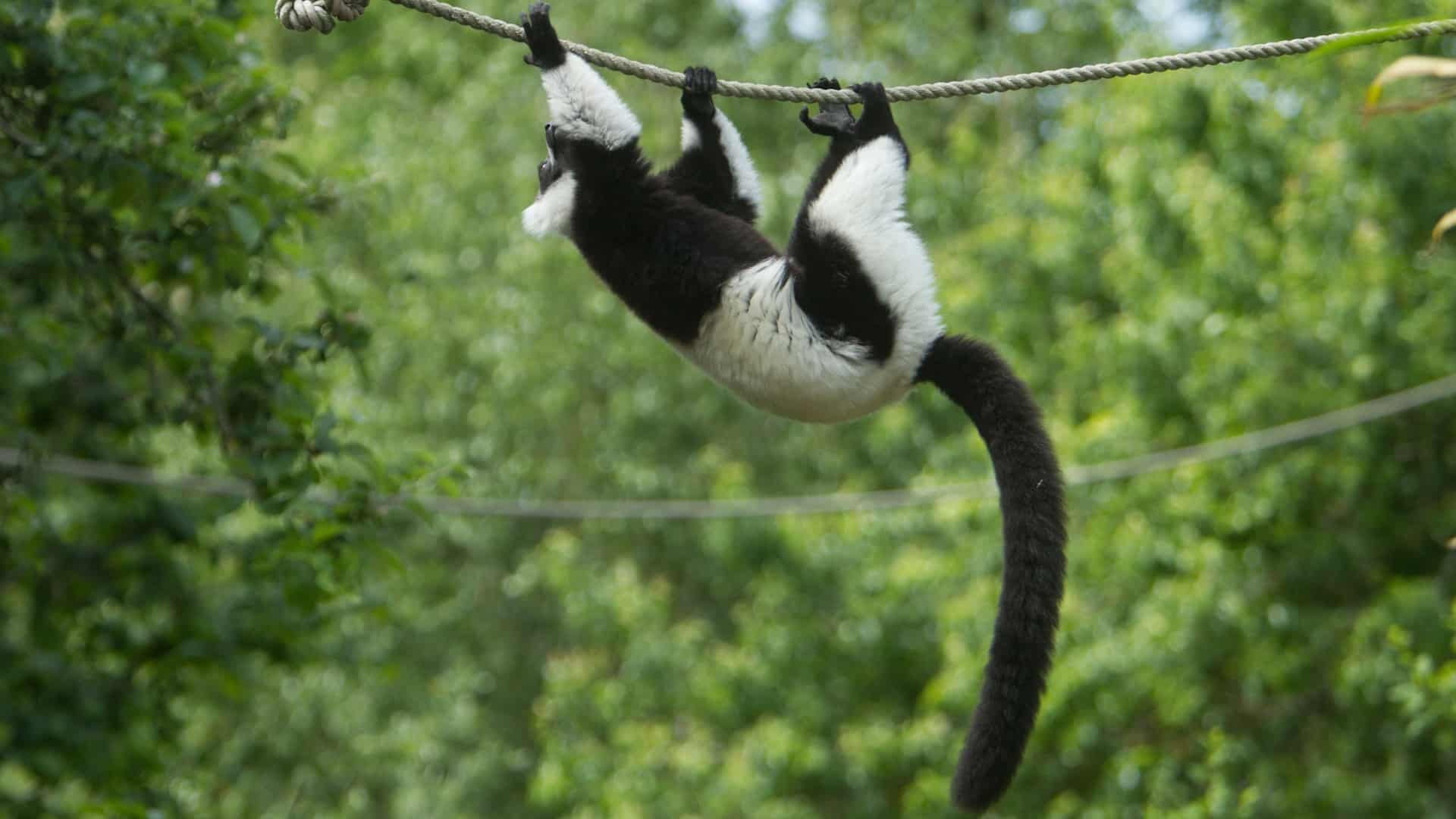 Howletts - Black and White Ruffed Lemur