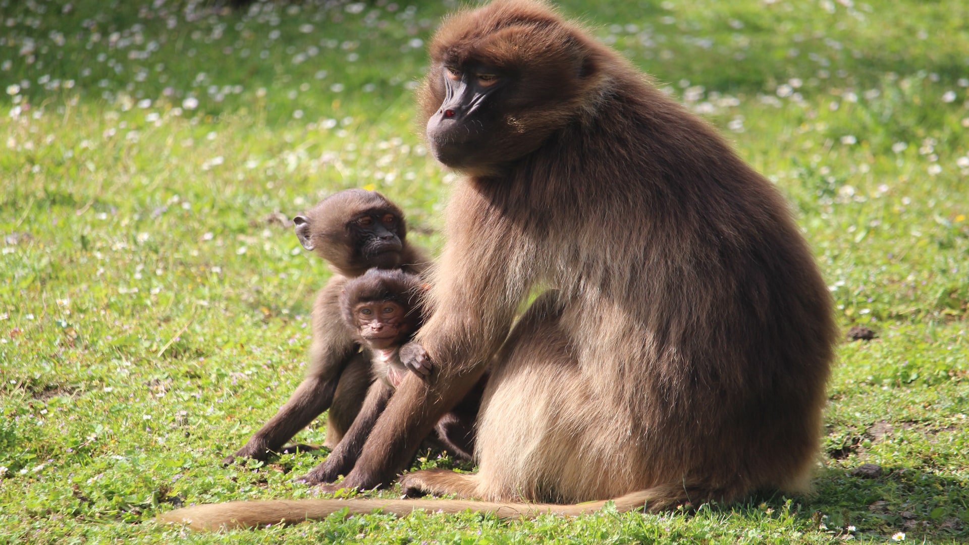 Howletts - Gelada Baboon