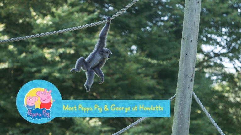Howletts Javan Gibbon Meet Peppa Pig 768x432