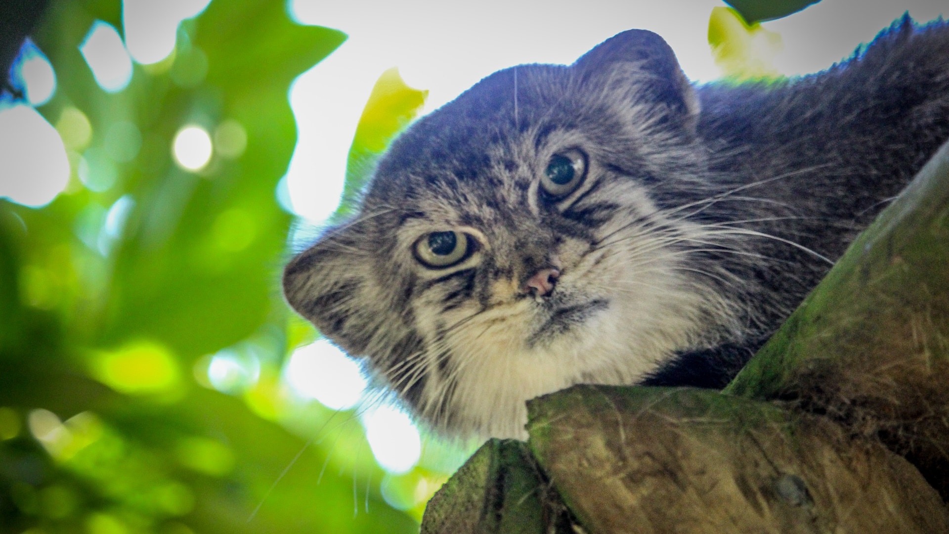 Howletts - Pallas Cat