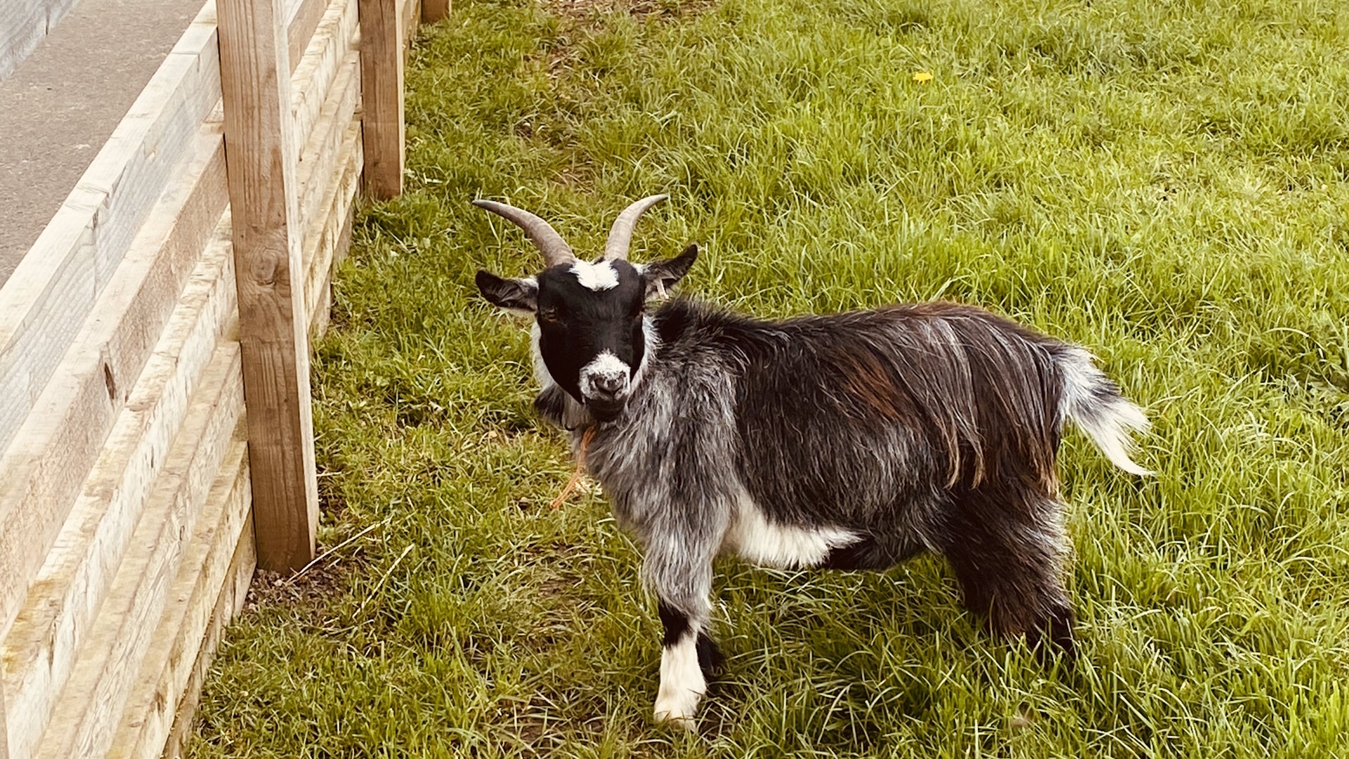 The Web Adventure Park - Goat