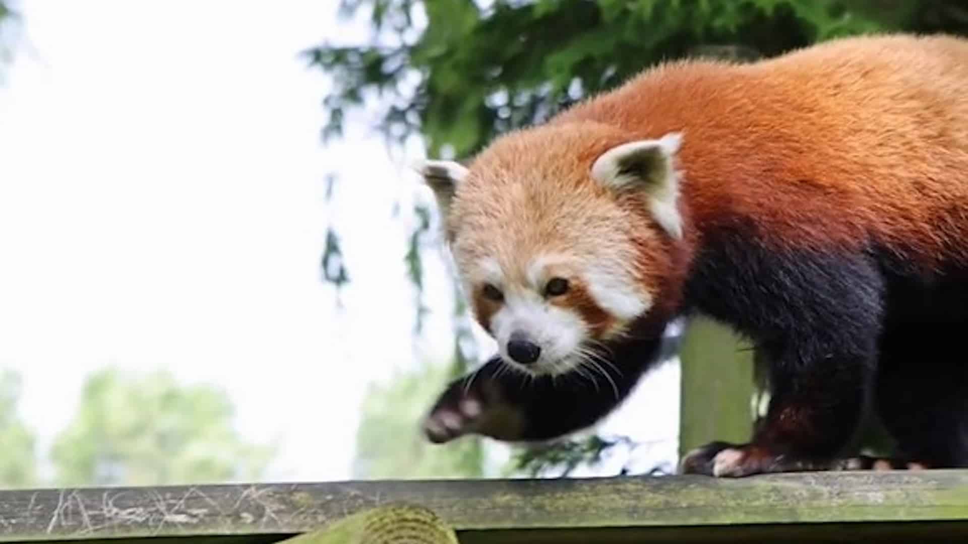 Flamingo Land Resort - Female Red Panda - Tai Jang