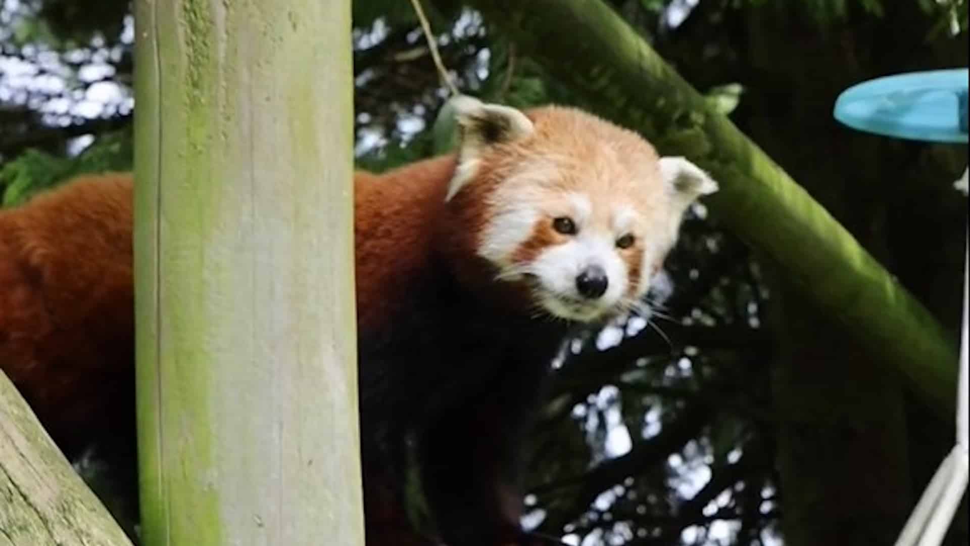 Flamingo Land Resort - Male Red Panda - Bai Jiao