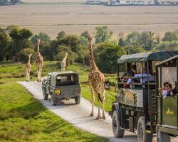 Discount Port Lympne Reserve Entry and Safari Experience (Save 32%) Port Lympne African Safari Experience