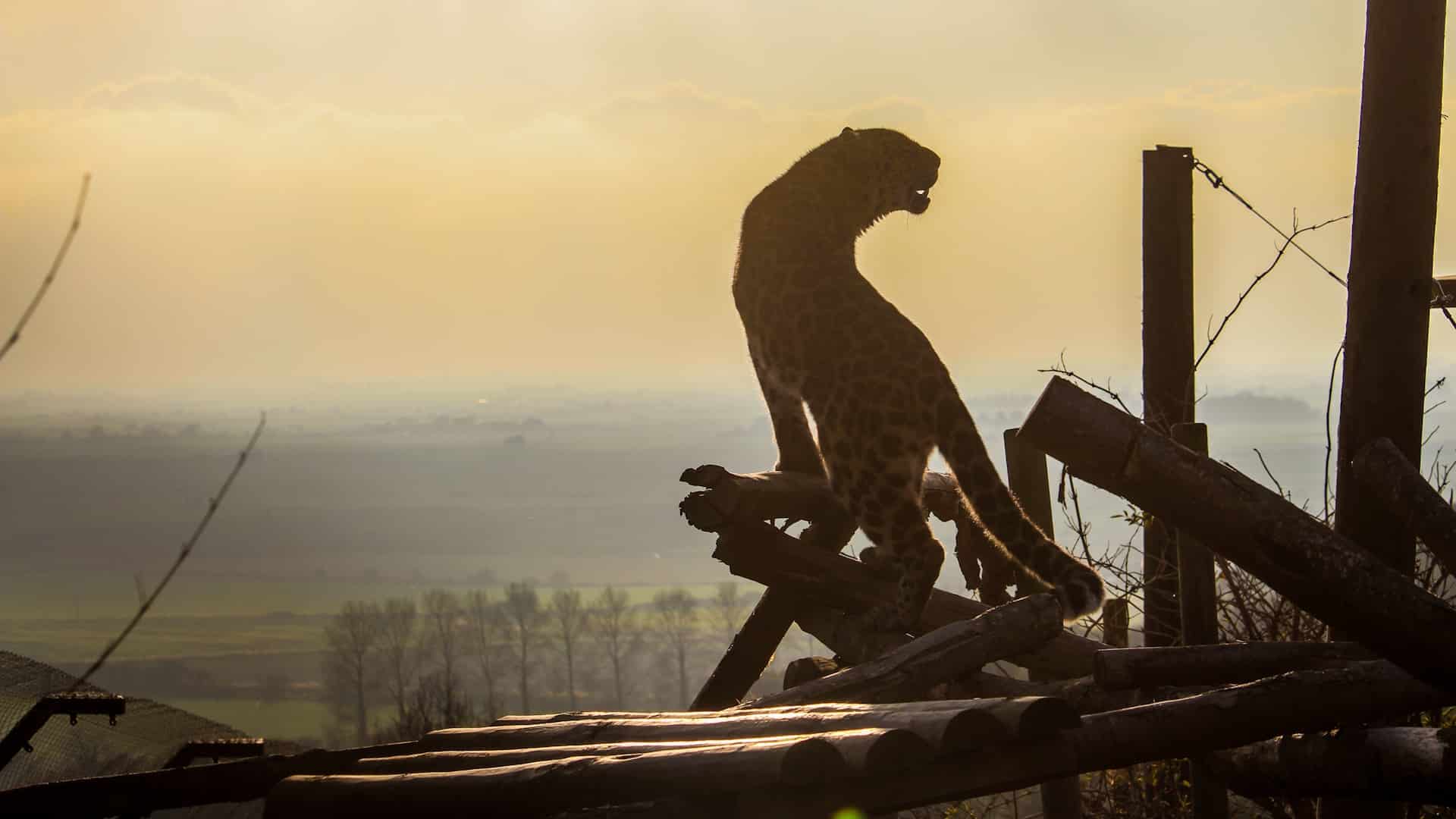 Port Lympne - Amur leopard