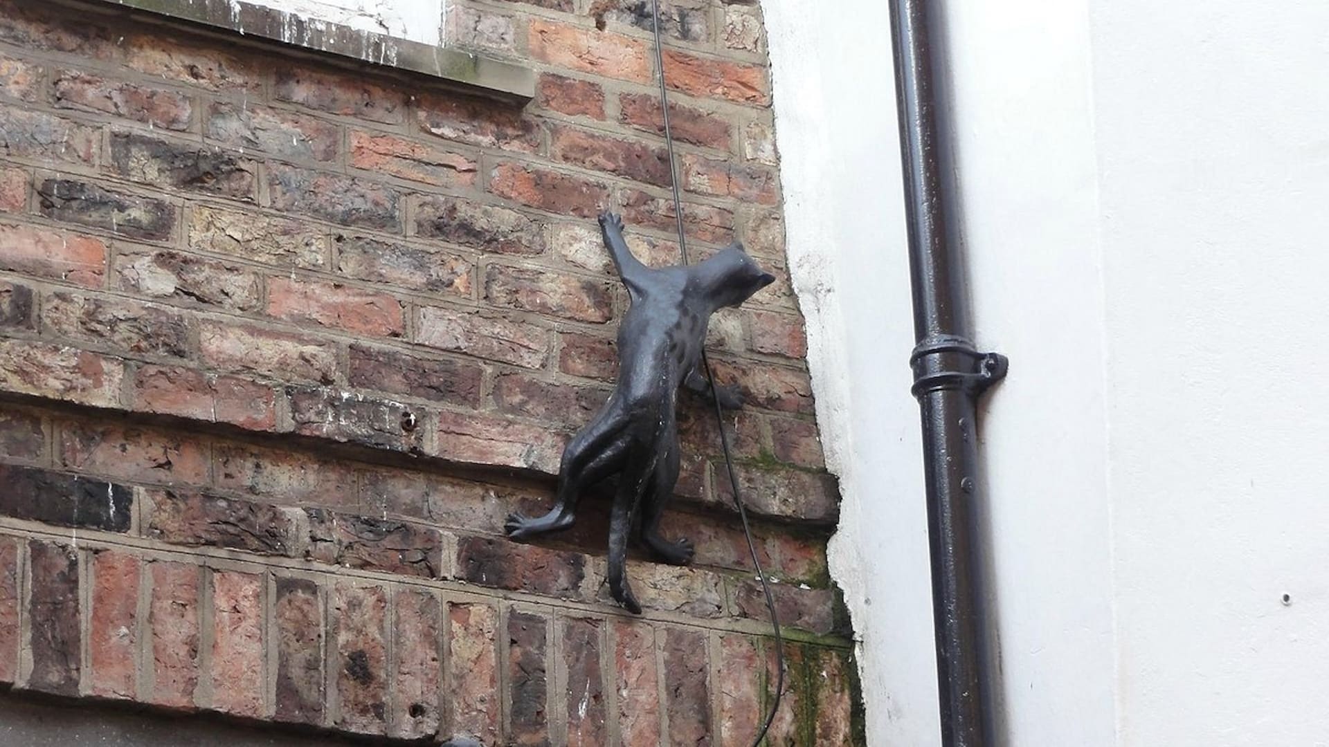 York Cat Trail - Cat in the Corner