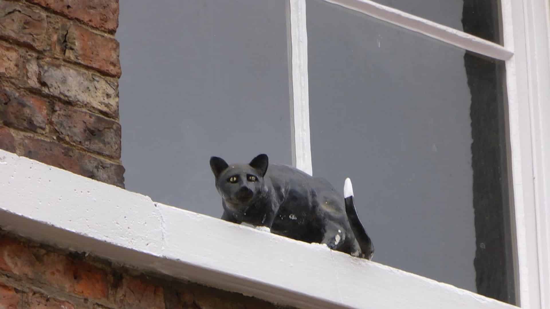York Cat Trail - Cat on the Windowsill