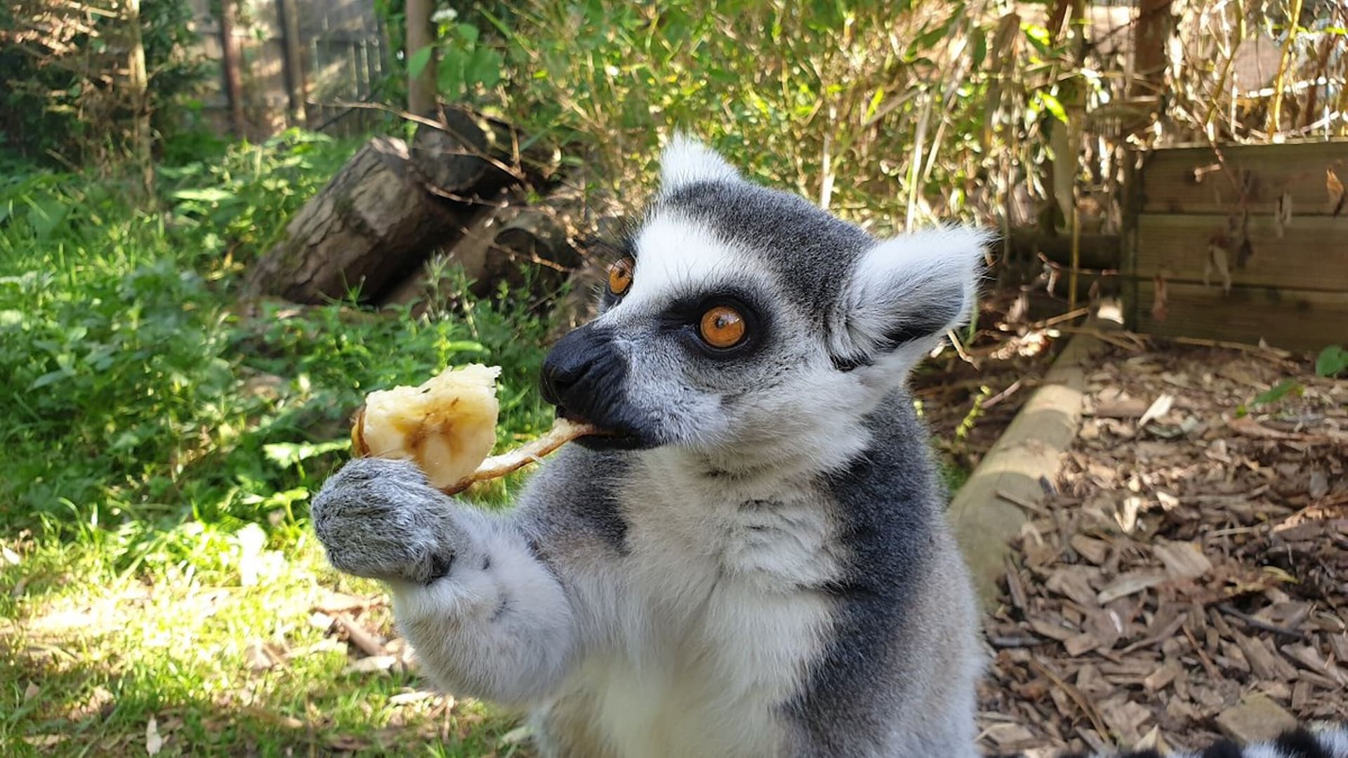 Exotic Zoo - Lemur