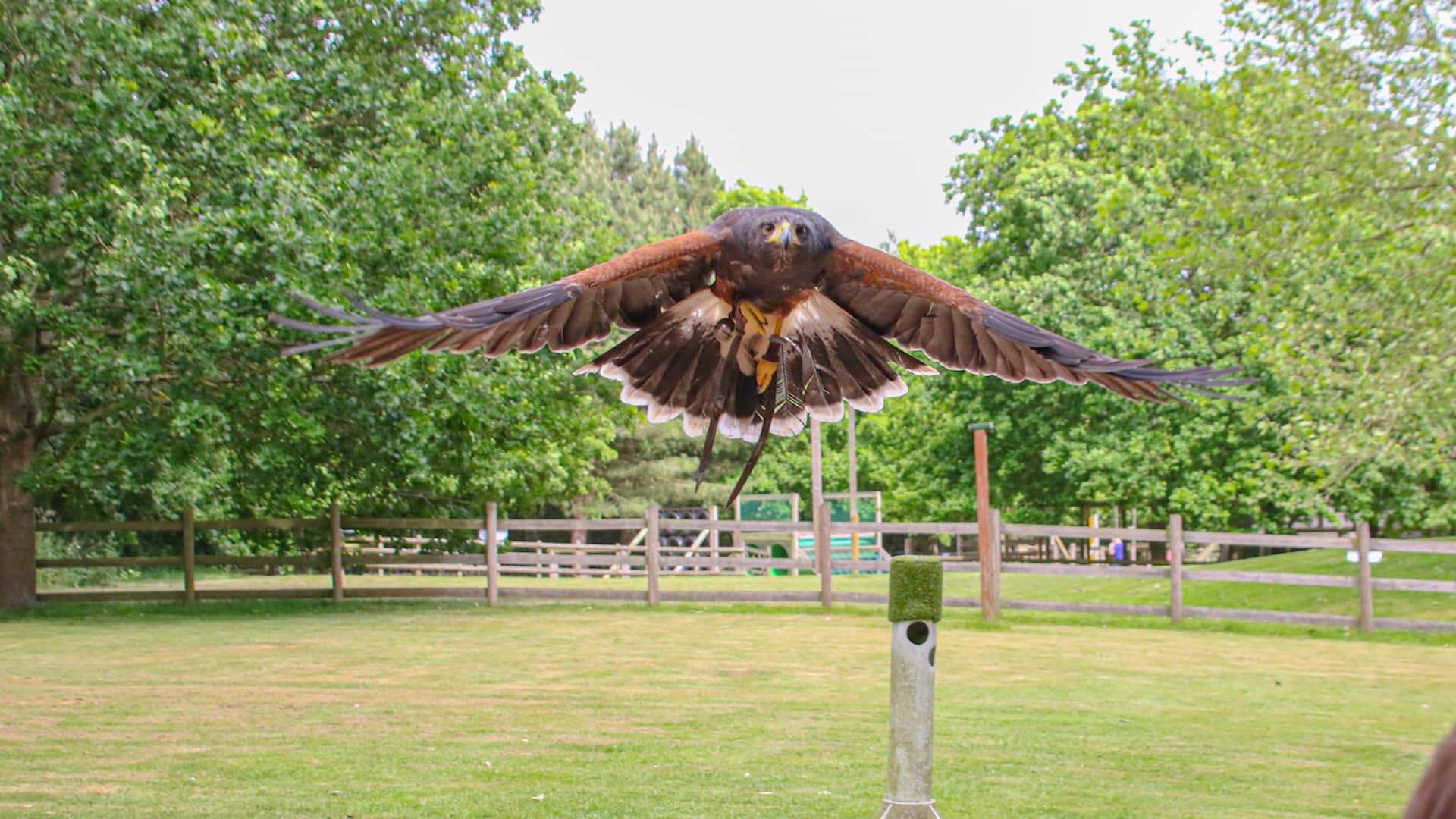 Wheelgate Park - Birds of Prey