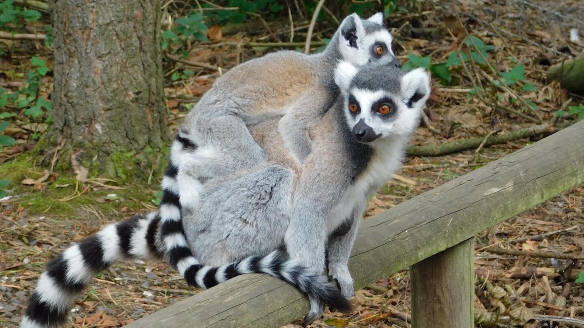 Hoo Zoo & Dinosaur World - Lemurs