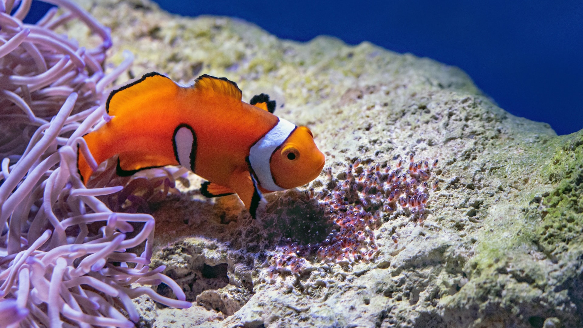 Marine Discovery Centre - Clownfish