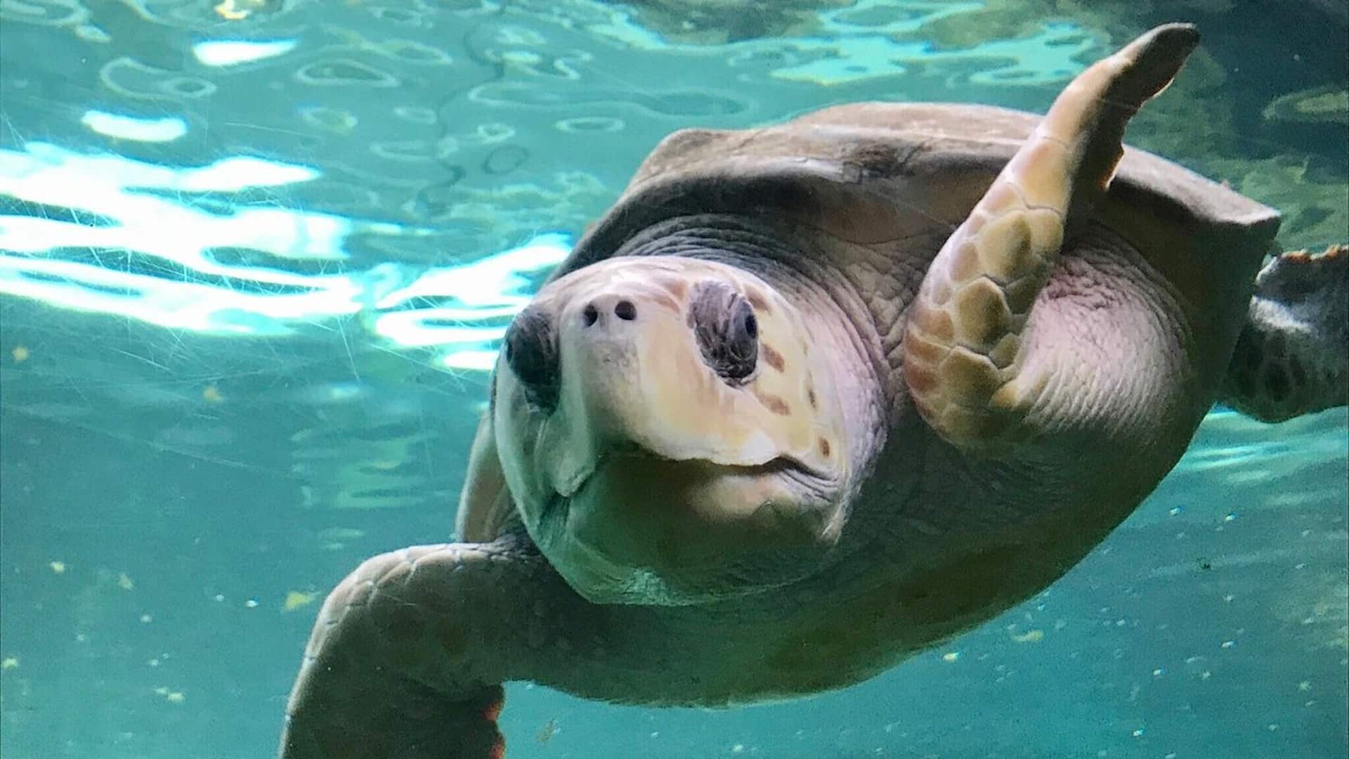 Oceanarium - Turtle Swimming