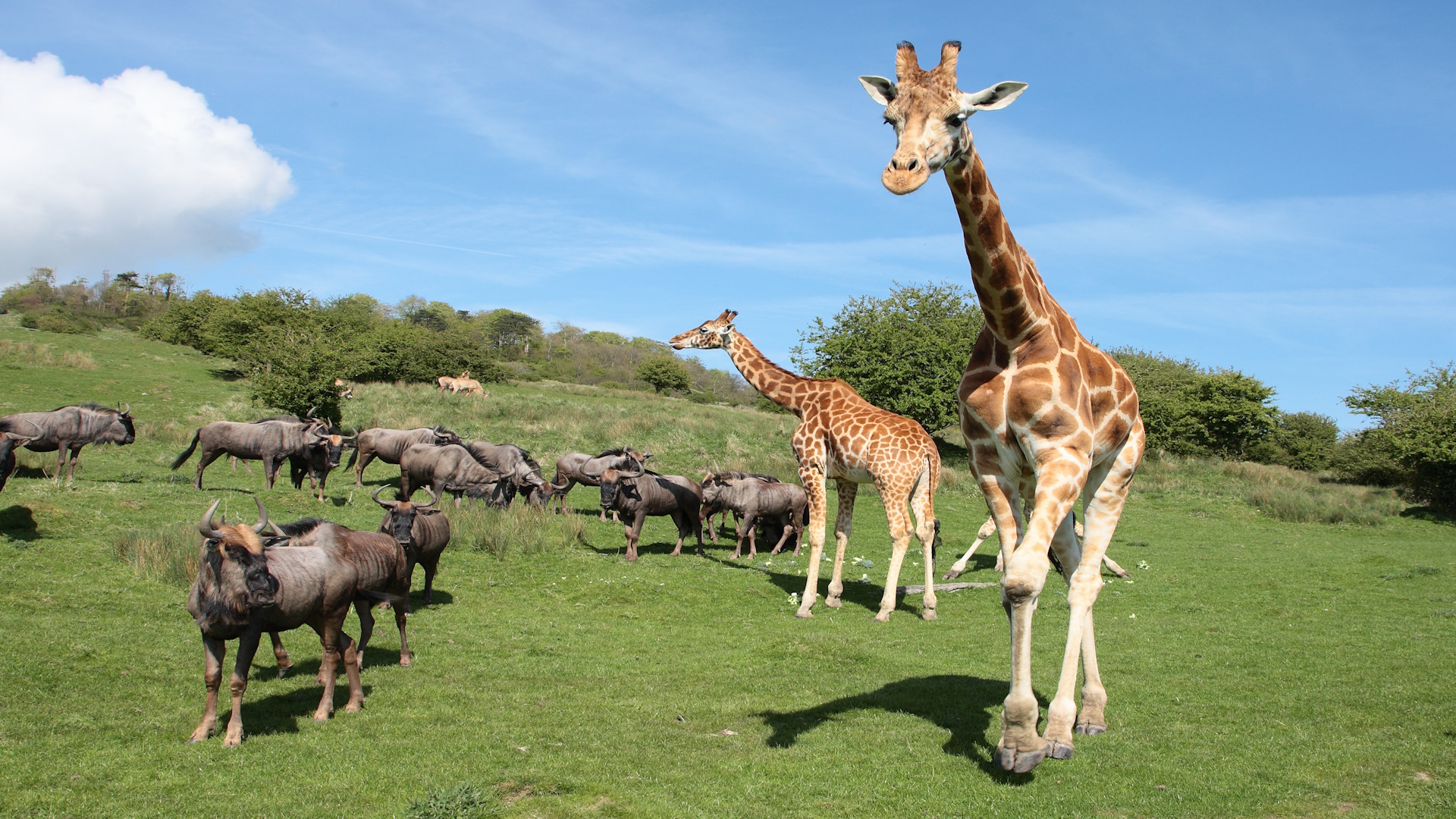 port lympne safari park booking