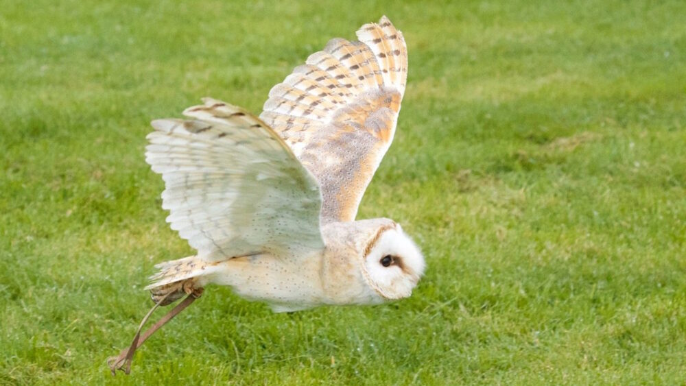 York Birds of Prey Centre - Small Owl Flying
