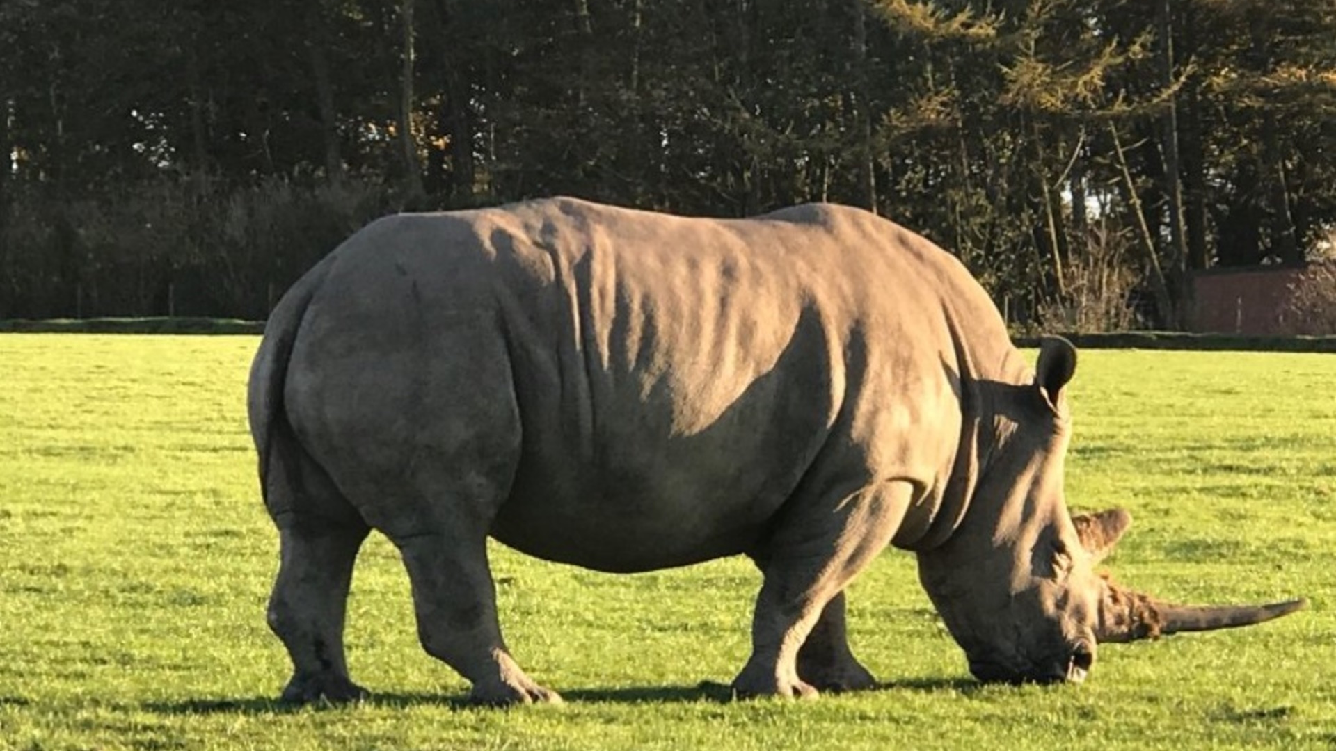 Knowsley Safari Park - Rhino