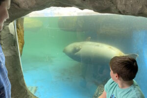 SEA LIFE Scarborough - Seals