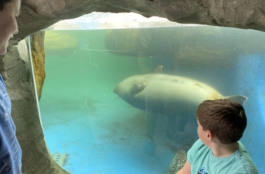 SEA LIFE Scarborough - Seals