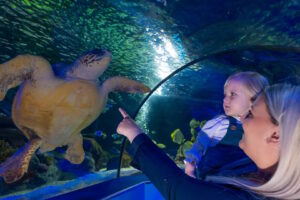 SEA LIFE - Turtle