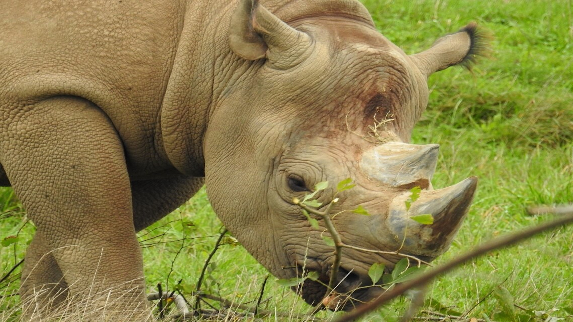 Yorkshire Wildlife Park - Rhino