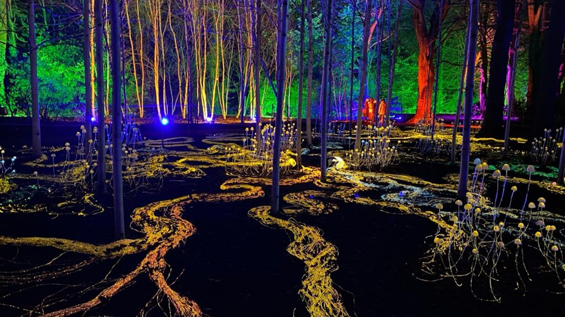 Less Than HalfPrice Northern Lights Enchanted Christmas Trail