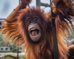 Chester Zoo - Sumatran Orangutan