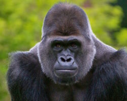 Paignton Zoo