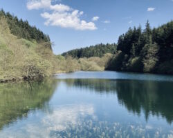 Dalby Forest