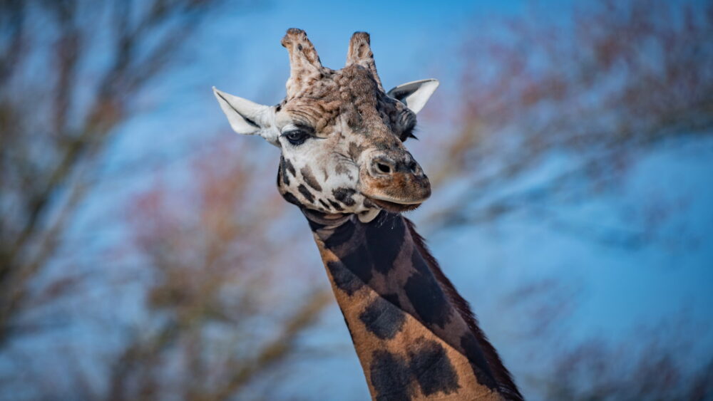 Chester Zoo Giraffe