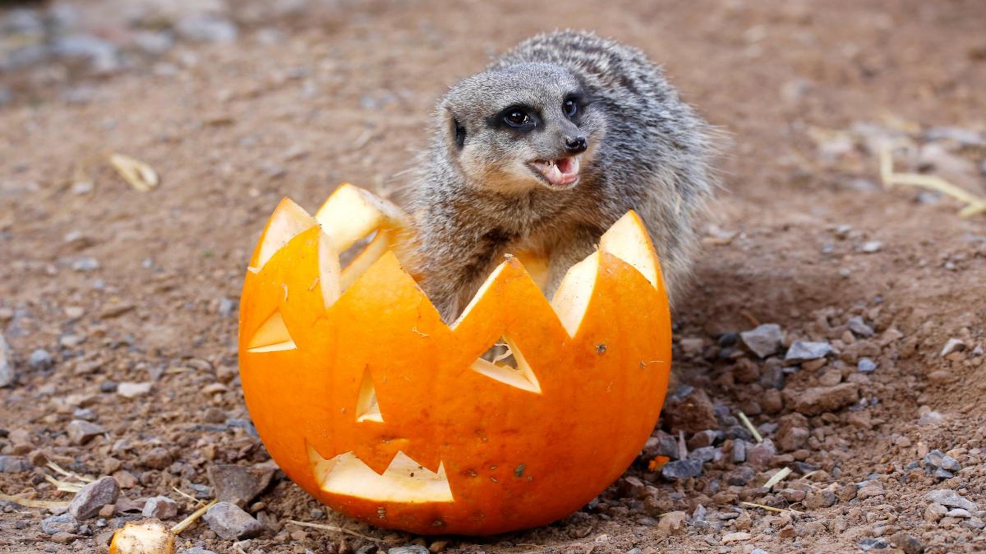 Halloween Meerkat at London Zoo