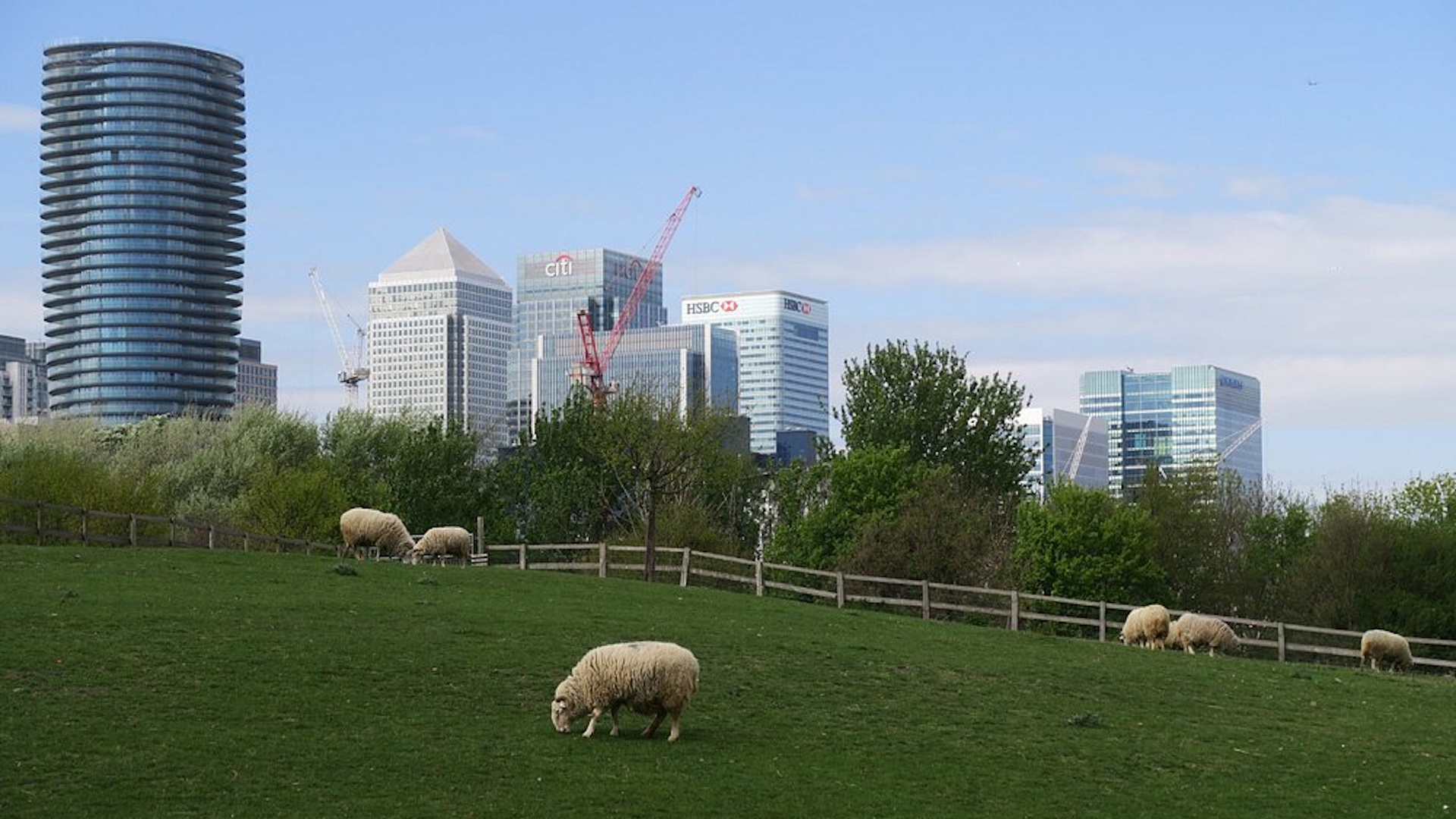 Mudchute City Farm - Sheep in the City