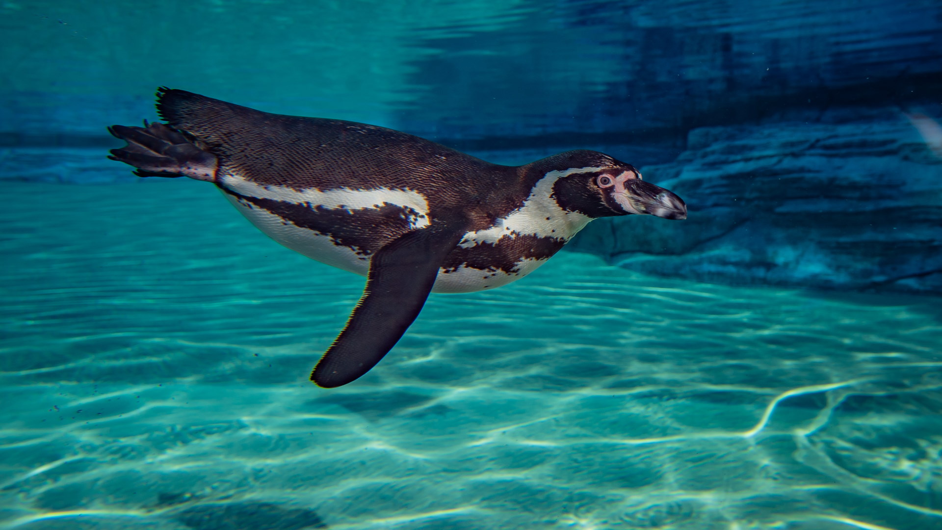 Chester Zoo - Humboldt penguin