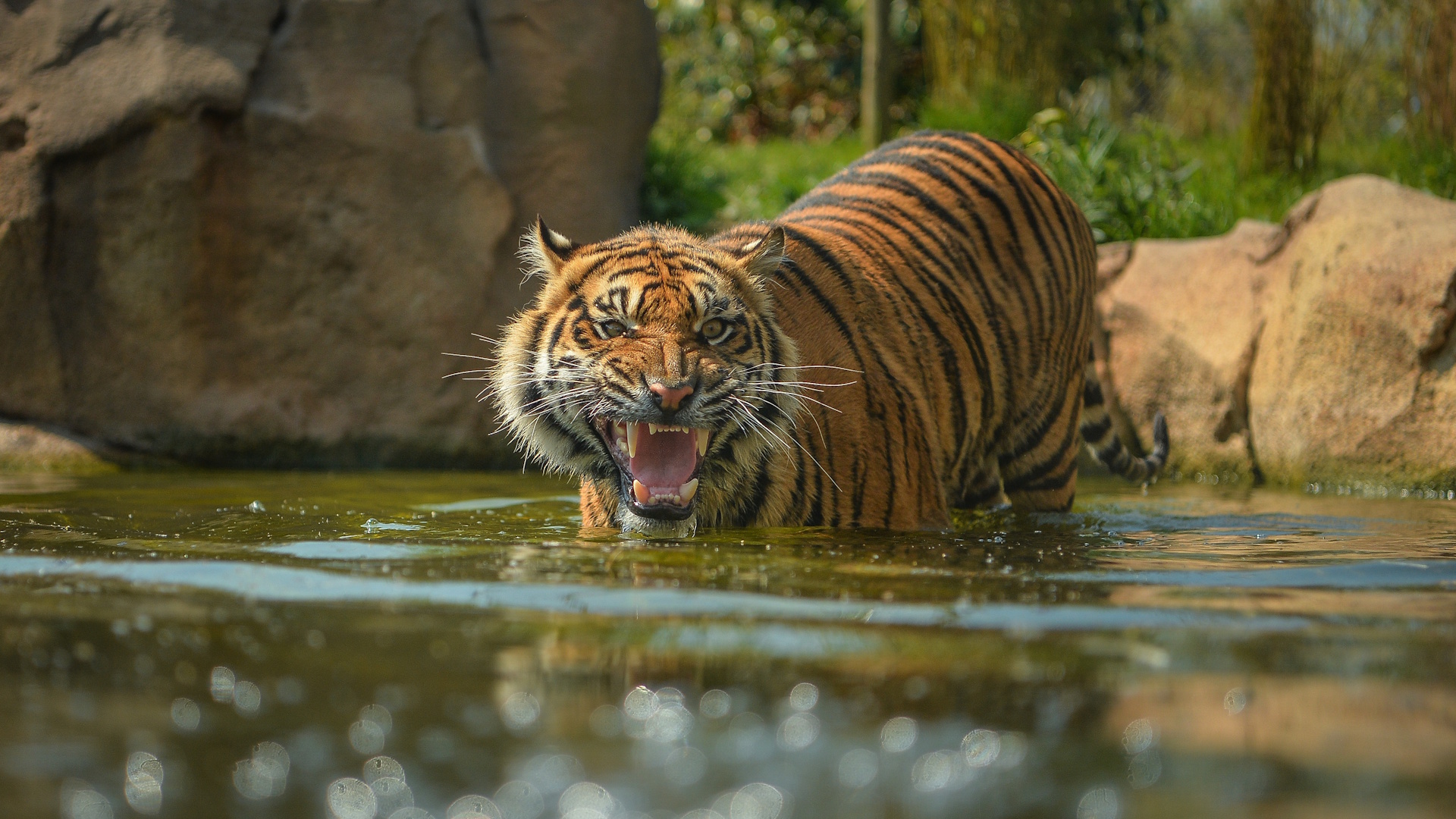 Chester Zoo - Sumatran tiger in Water