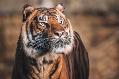 Zoos and Wildlife Parks