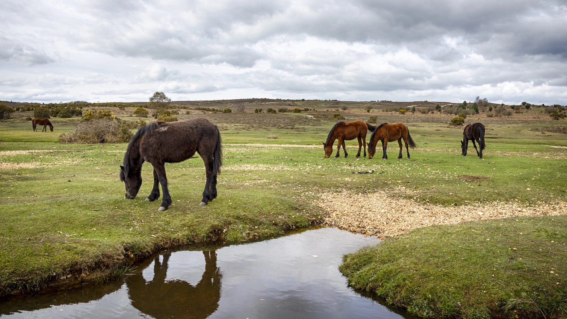 Ponies in the New Forest