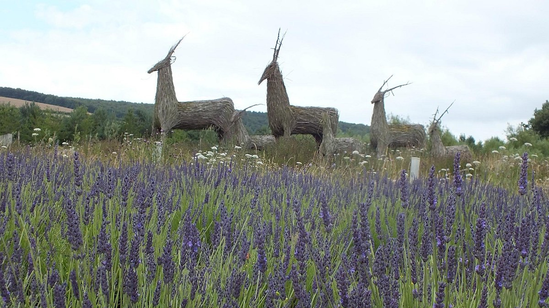 Woldies - Lavender Plants
