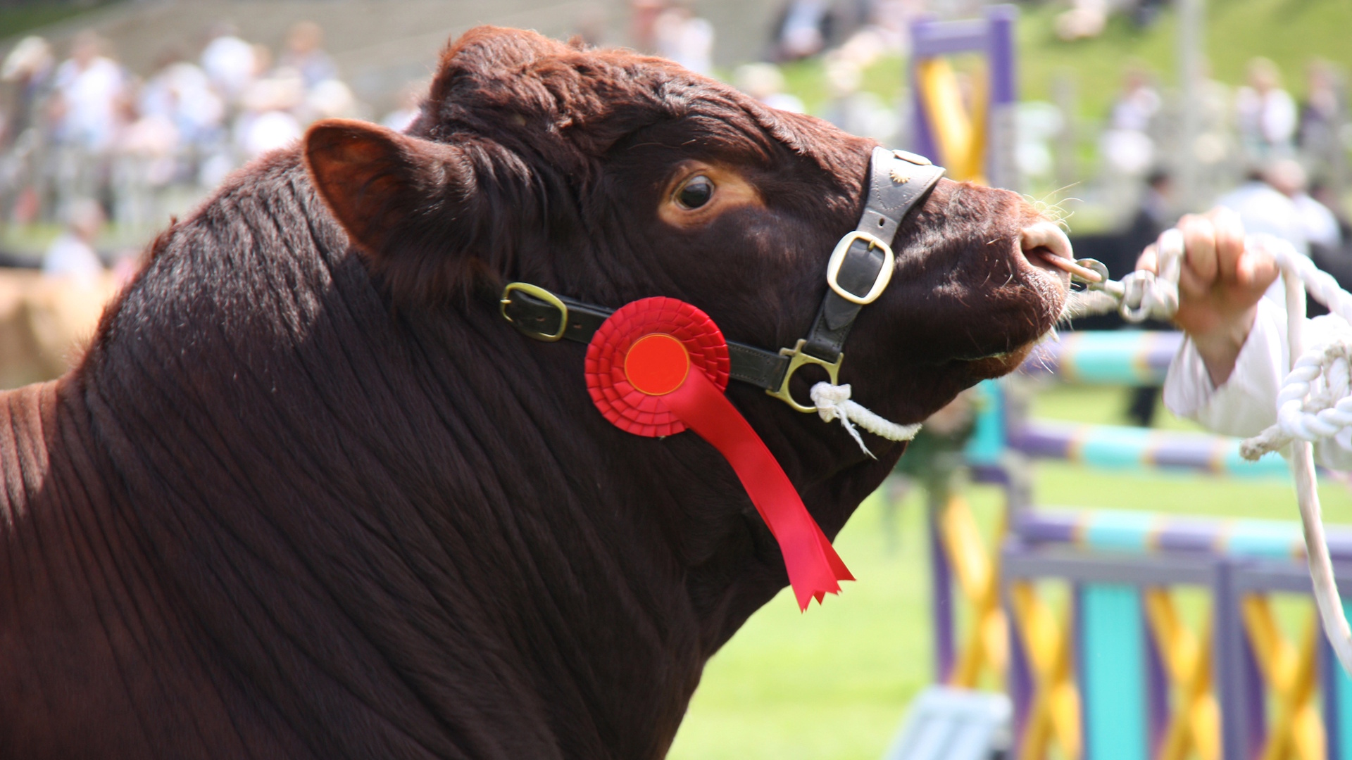Best of British - Cheshire County Show