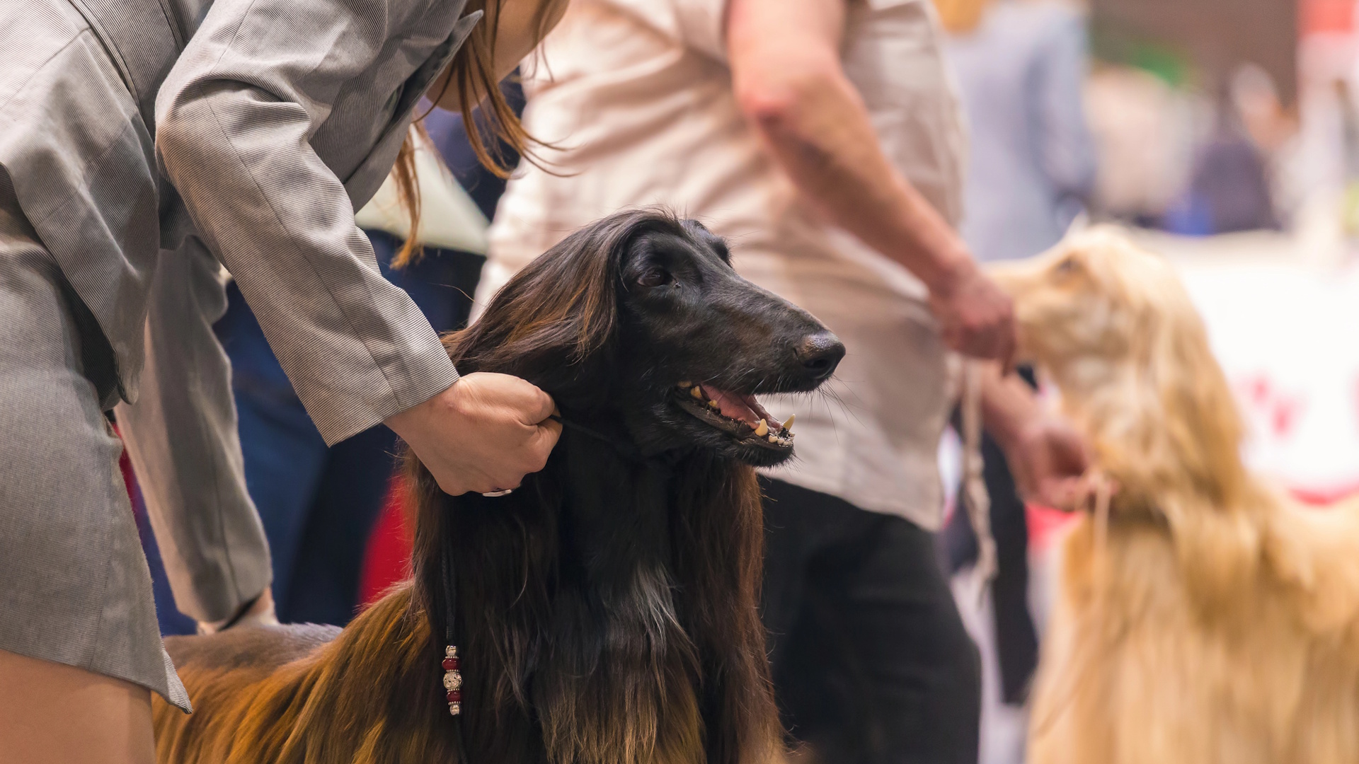 The Isle of Wight Garlic Festival Dog Show