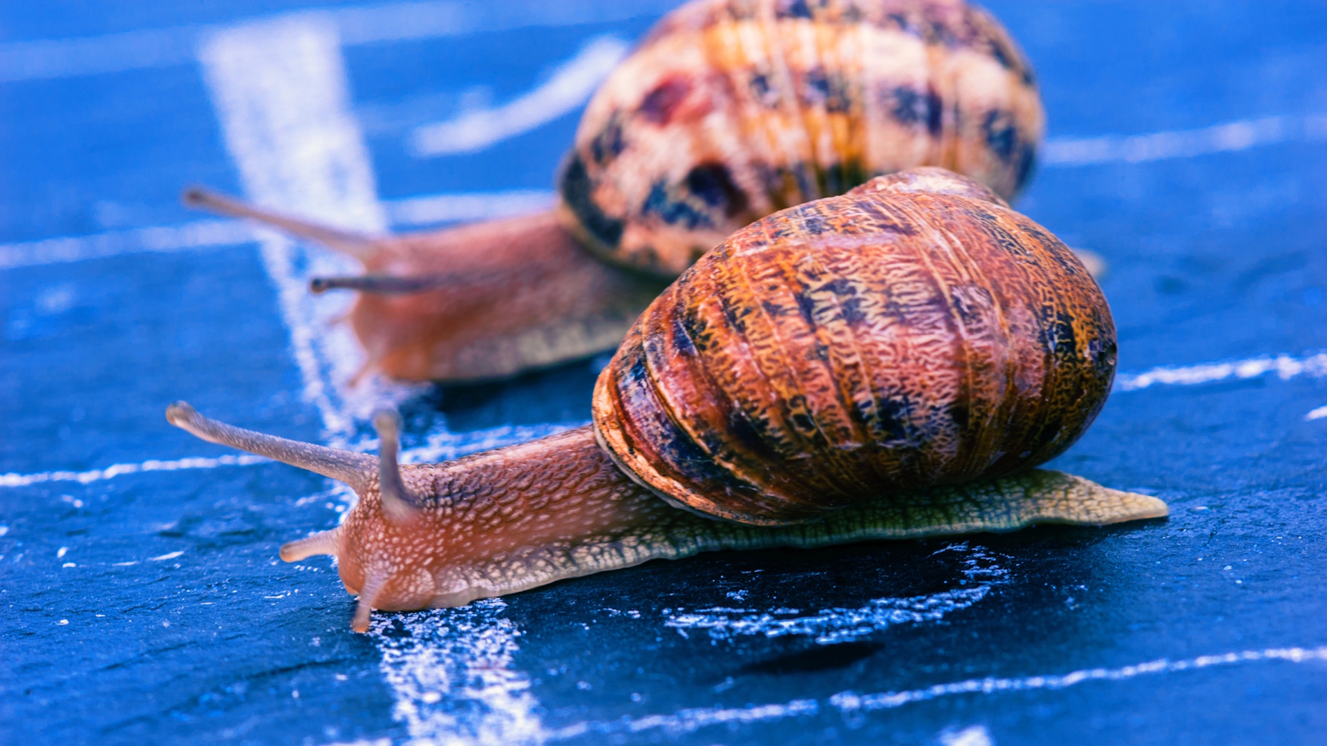 World Snail Racing Championships