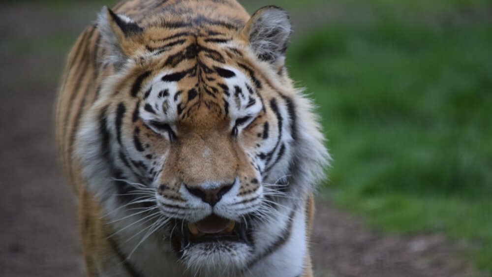 Banham Zoo - Tiger